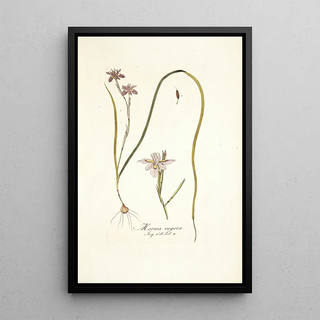 Nikolaus Joseph Freiherr von Jacquin - Moraea vegeta.webp