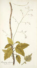 Myagrum arborescens - Nikolaus Joseph Freiherr von Jacquin — visning af kunstværket