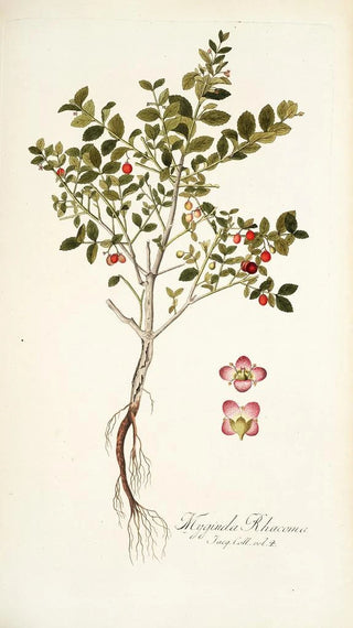 Nikolaus Joseph Freiherr von Jacquin - Myginda rhacoma.webp