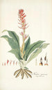 Neottia speciosa - Nikolaus Joseph Freiherr von Jacquin — visning af kunstværket