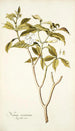 Nerium coronarium - Nikolaus Joseph Freiherr von Jacquin — visning af kunstværket