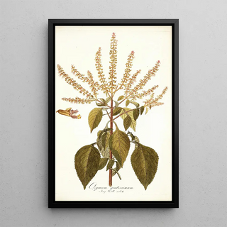 Nikolaus Joseph Freiherr von Jacquin - Ocymum gratissimum.webp