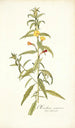 Oenothera nocturna - Nikolaus Joseph Freiherr von Jacquin — visning af kunstværket