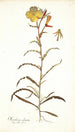 Oenothera odorata - Nikolaus Joseph Freiherr von Jacquin — visning af kunstværket