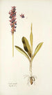 Orchis mascula - Nikolaus Joseph Freiherr von Jacquin — visning af kunstværket