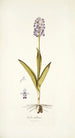 Orchis militaris - Nikolaus Joseph Freiherr von Jacquin — visning af kunstværket