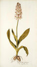 Orchis moravica - Nikolaus Joseph Freiherr von Jacquin — visning af kunstværket