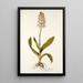 Orchis moravica - Nikolaus Joseph Freiherr von Jacquin — indrammet kunstværk på væggen