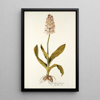 Nikolaus Joseph Freiherr von Jacquin - Orchis moravica.webp