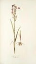 Orchis palustris - Nikolaus Joseph Freiherr von Jacquin — visning af kunstværket