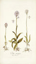 Orchis variegata - Nikolaus Joseph Freiherr von Jacquin — visning af kunstværket