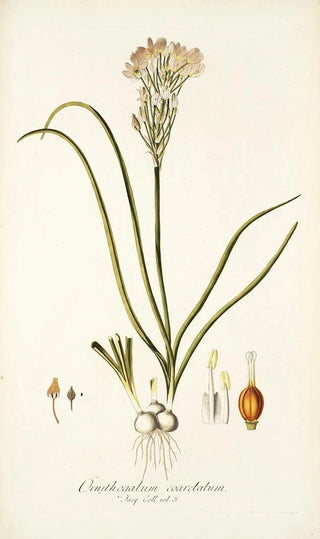 Nikolaus Joseph Freiherr von Jacquin - Ornithogalum coarctatum.webp