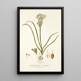 Nikolaus Joseph Freiherr von Jacquin - Ornithogalum coarctatum.webp