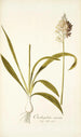 Ornithogalum conicum - Nikolaus Joseph Freiherr von Jacquin — visning af kunstværket