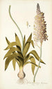 Ornithogalum lacteum - Nikolaus Joseph Freiherr von Jacquin — visning af kunstværket