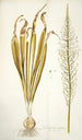 Ornithogalum latifolium - Nikolaus Joseph Freiherr von Jacquin — visning af kunstværket