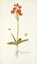 Ornithogalum miniatum - Nikolaus Joseph Freiherr von Jacquin — visning af kunstværket