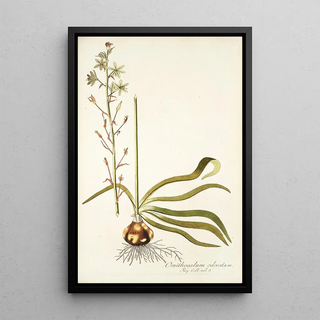 Nikolaus Joseph Freiherr von Jacquin - Ornithogalum odoratum.webp