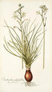 Ornithogalum polyphyllum - Nikolaus Joseph Freiherr von Jacquin — visning af kunstværket