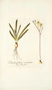 Ornithogalum secundum - Nikolaus Joseph Freiherr von Jacquin — visning af kunstværket