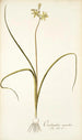 Ornithogalum suaveolens - Nikolaus Joseph Freiherr von Jacquin — visning af kunstværket
