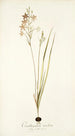Ornithogalum tenellum - Nikolaus Joseph Freiherr von Jacquin — visning af kunstværket