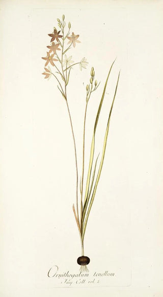 Nikolaus Joseph Freiherr von Jacquin - Ornithogalum tenellum.webp