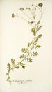 Osteospermum caeruleum - Nikolaus Joseph Freiherr von Jacquin — visning af kunstværket