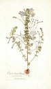 Oxalis hirta varietas - Nikolaus Joseph Freiherr von Jacquin — visning af kunstværket