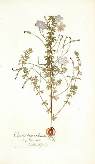 Nikolaus Joseph Freiherr von Jacquin - Oxalis hirta varietas.webp