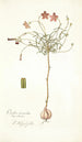 Oxalis versicolor - Nikolaus Joseph Freiherr von Jacquin — visning af kunstværket