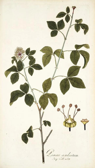Nikolaus Joseph Freiherr von Jacquin - Panax aculeatum.webp