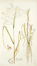 Panicum coloratum - Nikolaus Joseph Freiherr von Jacquin — visning af kunstværket