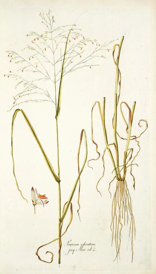 Nikolaus Joseph Freiherr von Jacquin - Panicum coloratum.webp