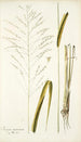 Panicum maximum - Nikolaus Joseph Freiherr von Jacquin — visning af kunstværket