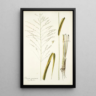 Nikolaus Joseph Freiherr von Jacquin - Panicum maximum.webp