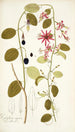 Passiflora cuprea - Nikolaus Joseph Freiherr von Jacquin — visning af kunstværket