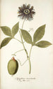 Passiflora incarnata - Nikolaus Joseph Freiherr von Jacquin — visning af kunstværket