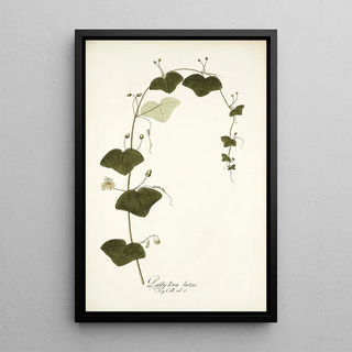 Nikolaus Joseph Freiherr von Jacquin - Passiflora lutea.webp