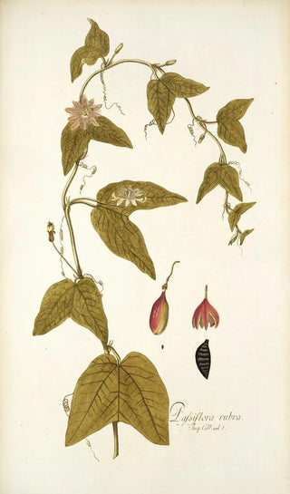 Nikolaus Joseph Freiherr von Jacquin - Passiflora rubra.webp