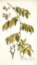 Paullinia cauliflora - Nikolaus Joseph Freiherr von Jacquin — visning af kunstværket