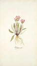 Pedicularis rosea - Nikolaus Joseph Freiherr von Jacquin — visning af kunstværket