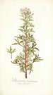 Pelargonium balsameum - Nikolaus Joseph Freiherr von Jacquin — visning af kunstværket