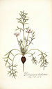 Pelargonium barbatum - Nikolaus Joseph Freiherr von Jacquin — visning af kunstværket