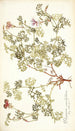 Pelargonium caucalifolium - Nikolaus Joseph Freiherr von Jacquin — visning af kunstværket