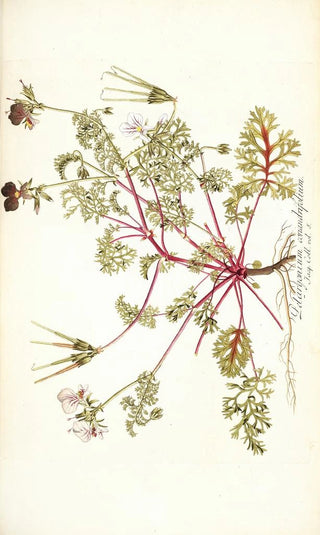 Nikolaus Joseph Freiherr von Jacquin - Pelargonium coriandrifolium.webp