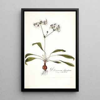 Nikolaus Joseph Freiherr von Jacquin - Pelargonium depressum.webp