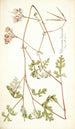 Pelargonium longicaule - Nikolaus Joseph Freiherr von Jacquin — visning af kunstværket