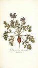 Pelargonium melananthon - Nikolaus Joseph Freiherr von Jacquin — visning af kunstværket