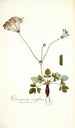 Pelargonium nervifolium - Nikolaus Joseph Freiherr von Jacquin — visning af kunstværket
